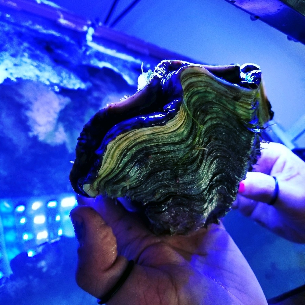 Meet your Posher, Mikel